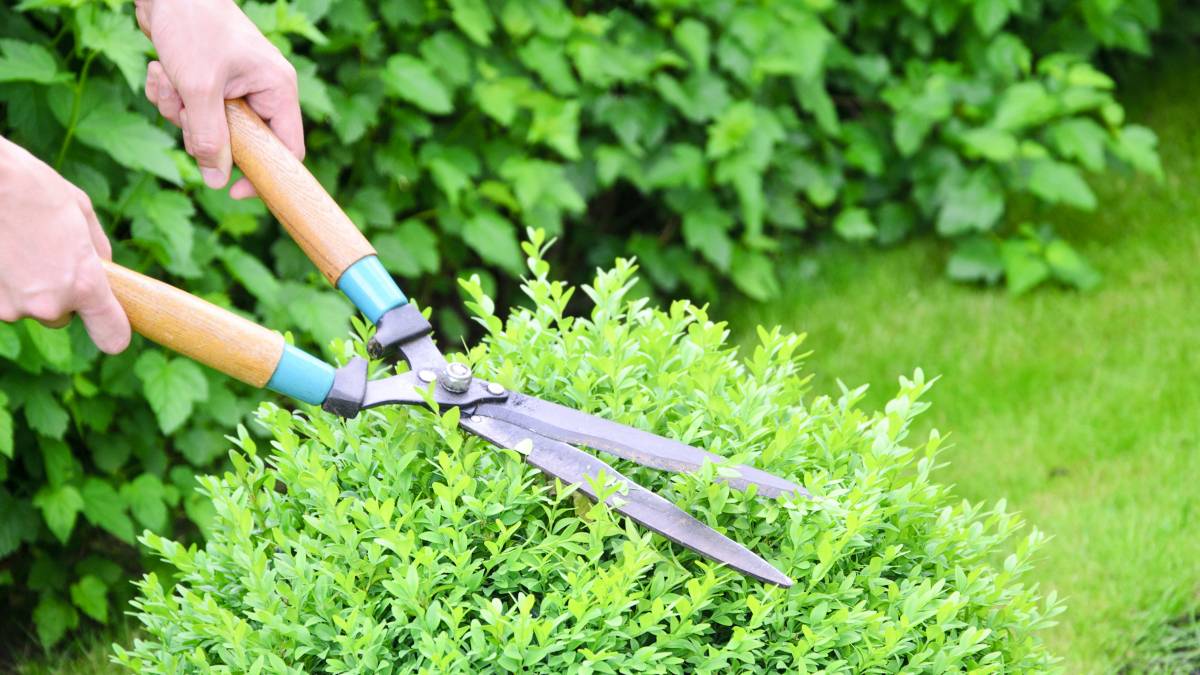 Hands are Cut Green Bush Clippers