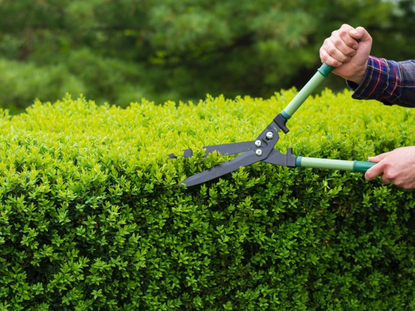 1755243642164-hedge-trimming-services